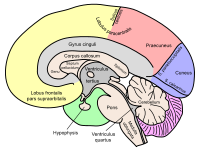 200px-Gehirn,_medial_-_beschriftet_lat.svg.png